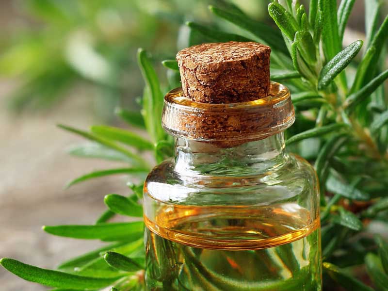 Rosemary Oil Boom